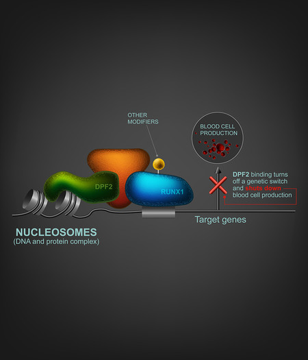 Diagram of DPF2 in cell