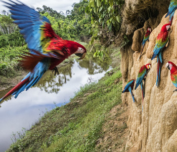 photo of macaws on a cliffside