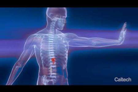 Scientists Engineer Therapeutic Bacteria to Listen to Us