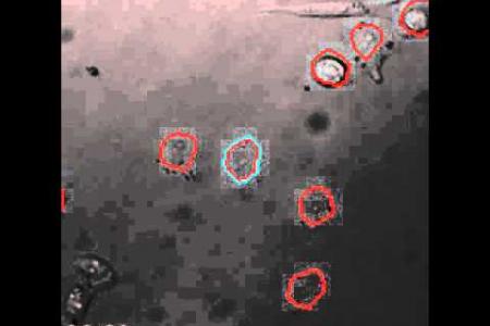 KRAB Silencing Promoter Activity