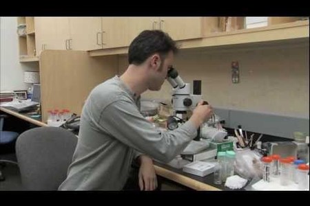 Caltech Scientists First to Directly Measure Dinosaur Body Temperature