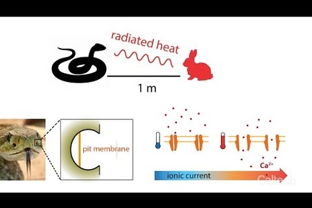 Engineers Create Artificial Skin That Feels Temperature Changes