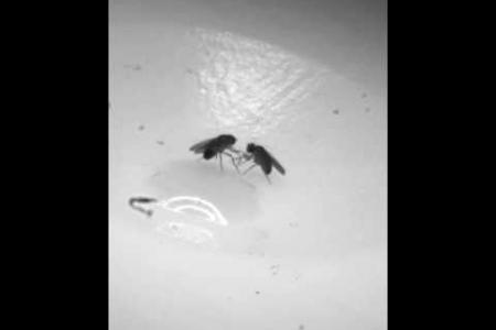 Pheromone makes flies lunge in anger