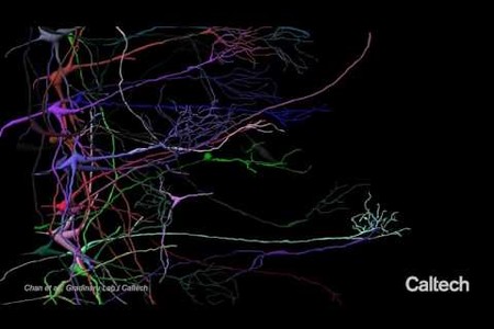 Delivering Genes Across the Blood-Brain Barrier