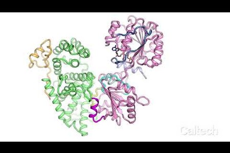 Nuclear Pore Complex Proteins in 3D