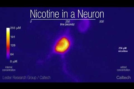 Lester Group - Nicotine in a Neuron