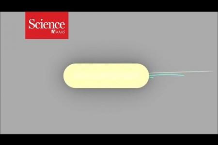 How bacteria make a grappling hook for propulsion