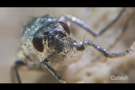 Superhydrophobic Diving Flies of Mono Lake