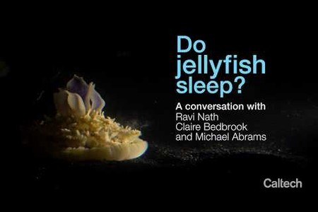 Do Jellyfish Sleep?