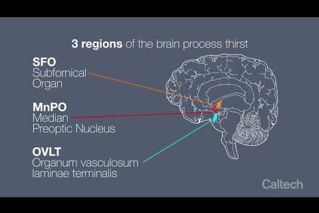 How the Brain Regulates Thirst