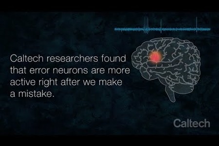 RAdolphs Neurons Monitor for Mistakes FNL