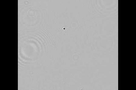 Holographic Microscope: Biodiversity
