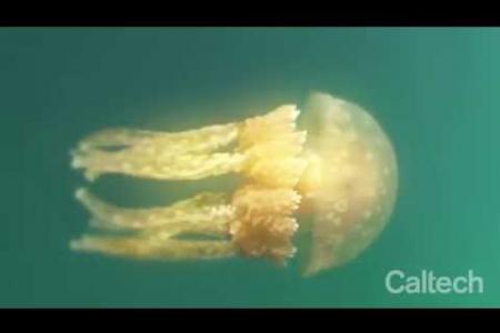 Self-Repair in Jellyfish - Goentoro Lab at Caltech