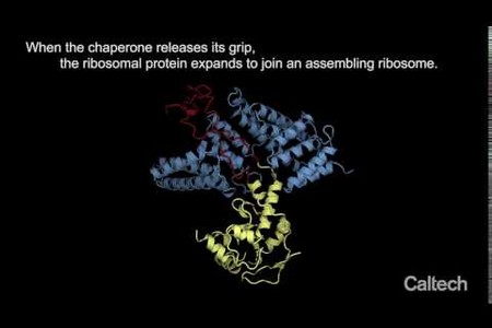 Ribosomal and chaperone proteins