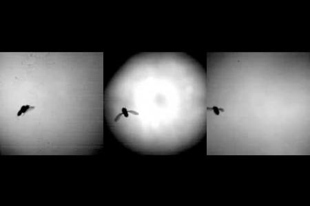 Fruit Fly in Wind Gust at 6000 FPS