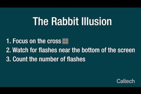 Rabbit Illusion rc
