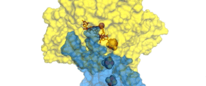 a three dimensional model of the ArrAB complex