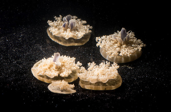 photo of multiple Cassiopea jellyfish on the bottom of a tank