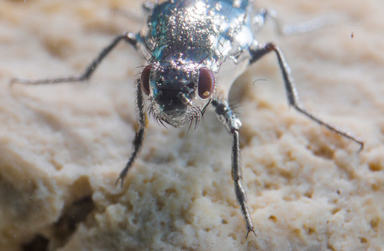 photo of an alkali fly staying dry underwater in Mono Lake