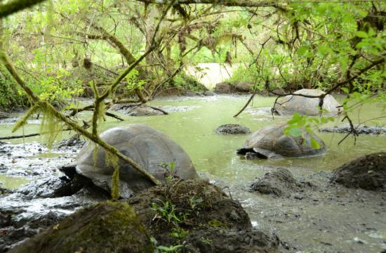 photo of Galápagos giant tortoises