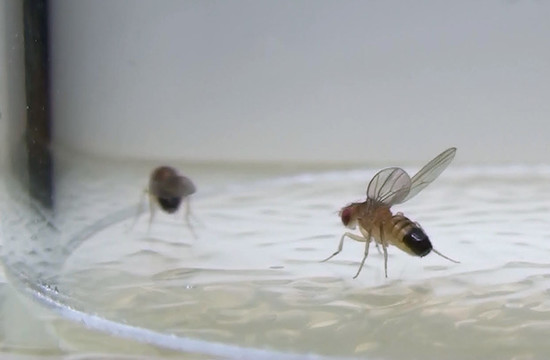 A fruit fly raising its wings in a threat display.