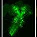 fly brain and nervous system