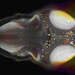 An image of a zebrafish brain with NPY-expressing neurons labeled