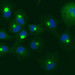 Green and blue fluorescent dots.