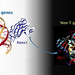 a cartoon of DNA-binding proteins and genes