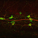 A side view of the lamprey gut, showing many large serotonergic neurons (green) sitting on the side of the gut.