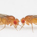 photo of two fruit flies facing each other