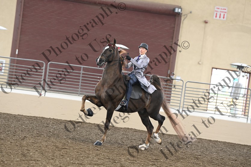 Charity Fair 2025 - Horse Show Proofs - 2025 - www ...