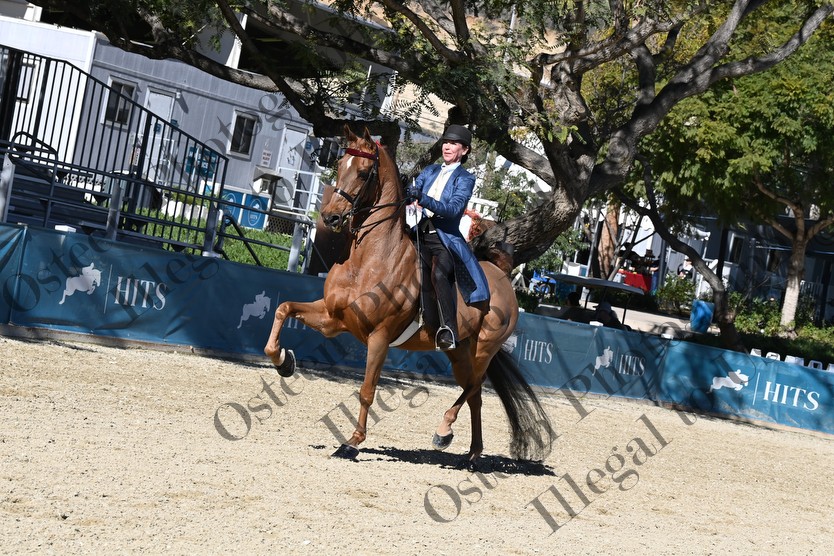 Jingle Bell 2025 - ASB - Five Gaited - Horse Show Proofs - 2025 - www ...