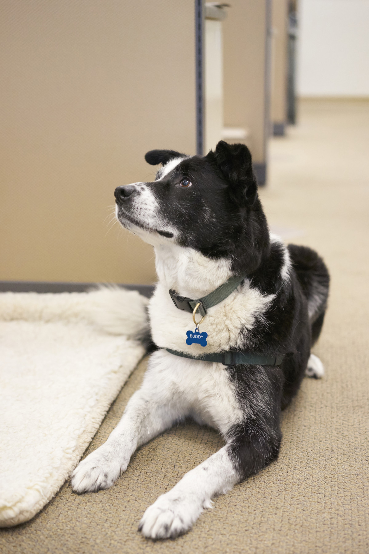 Amy's office dog