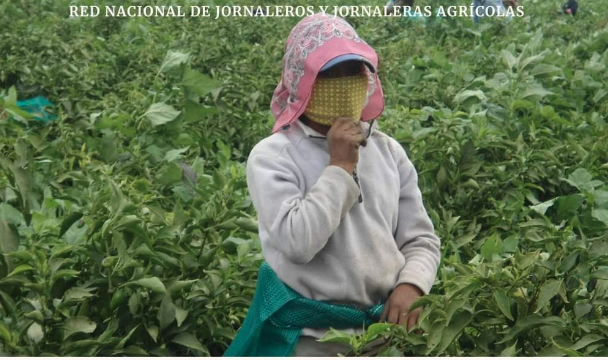 Abre Secretaría de Trabajo convocatoria para que jornaleros agrícolas laboren en EE.UU.