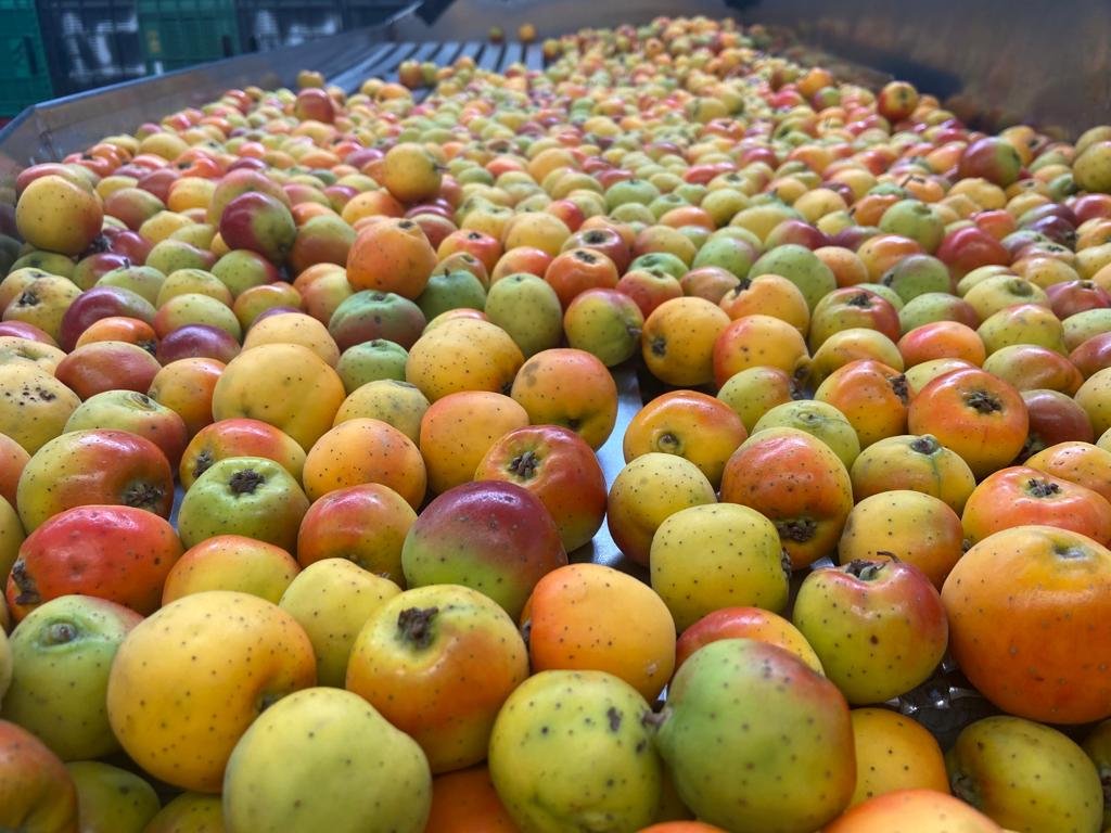 Inunda tejocote poblano a EU con el sabor de la Navidad Mexicana