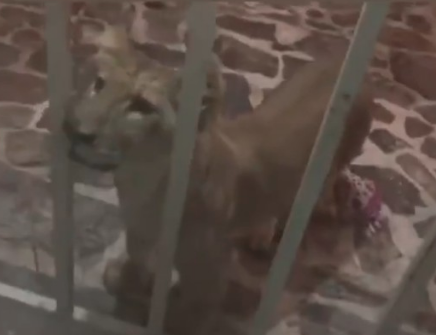 Esposo de presidenta del DIF Amozoc presume a su cachorro de león en redes sociales.