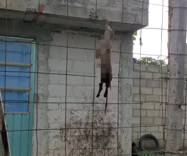 Denuncian vecinos a perros devorando a otro en Amozoc