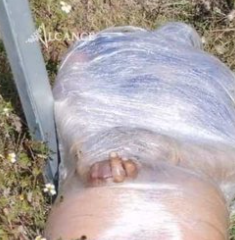 Encuentran cadáver abandonado y envuelto en plástico en Amozoc