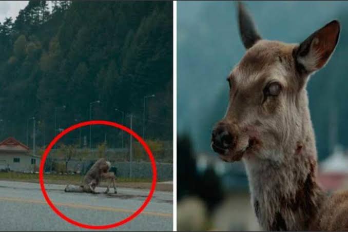 🚨 ¡Preocupación de Cinetíficos por la "Enfermedad del Venado Zombie" y su posible amenaza a los humanos! 🧟♂️