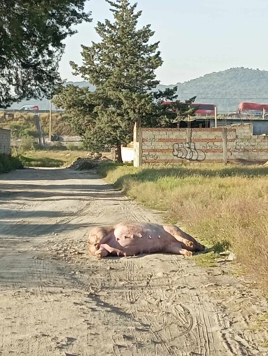 Reportan hallazgo de cerdo sin vida en camino de San Antonio Cocoyoc