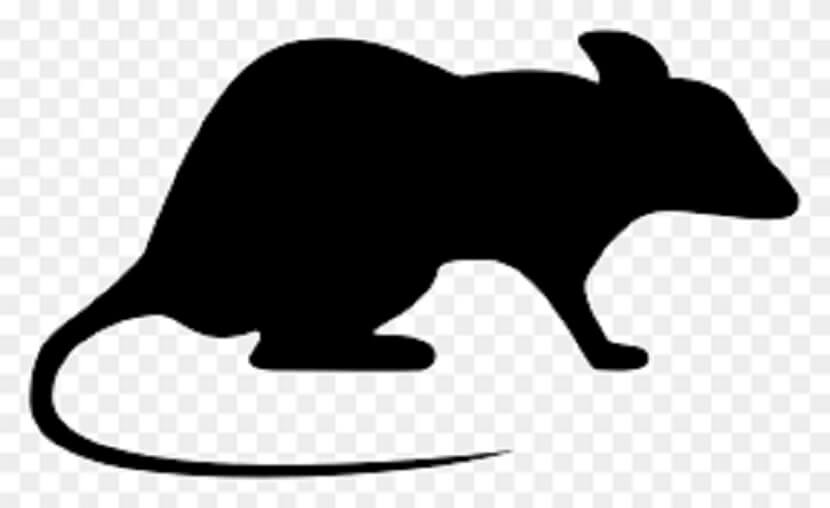 Rat Download Free - Remote Desktop, File Manager, Key Logger, and Camera