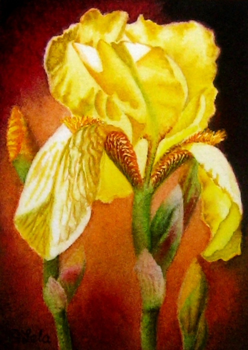 Yellow Iris