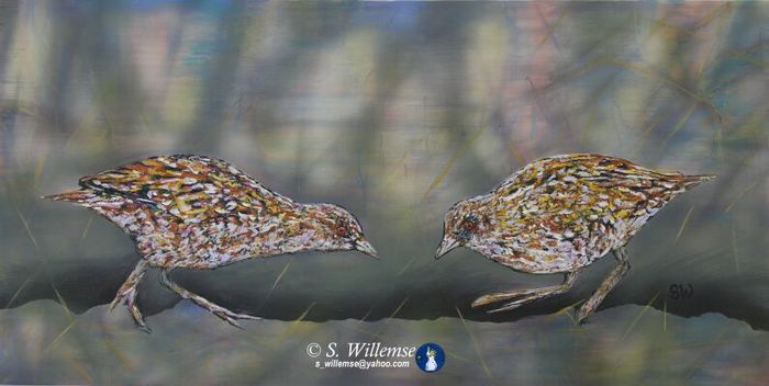 Baillon's Crake