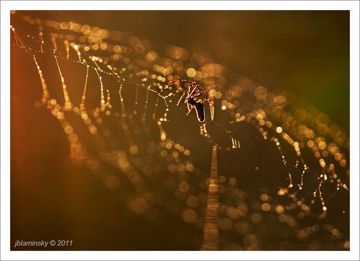 Golden Web II