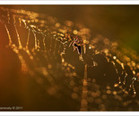 Golden Web II