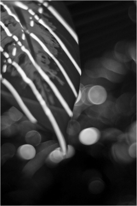 Music of Light 0