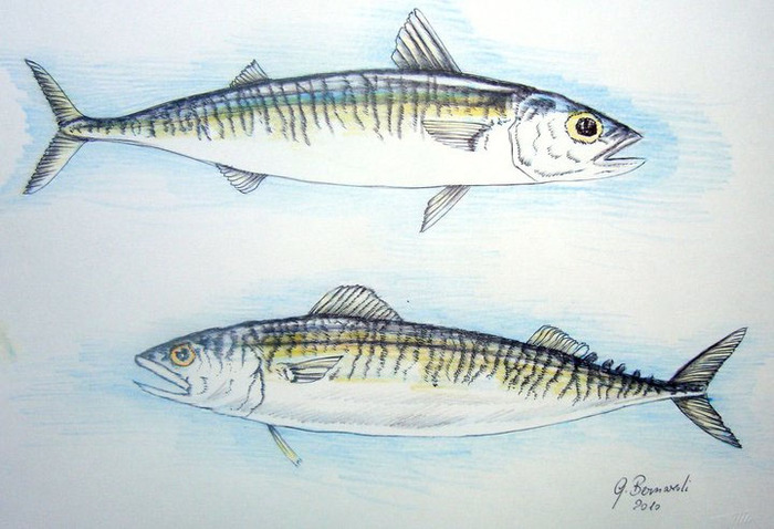 Sgombri