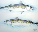 Sgombri