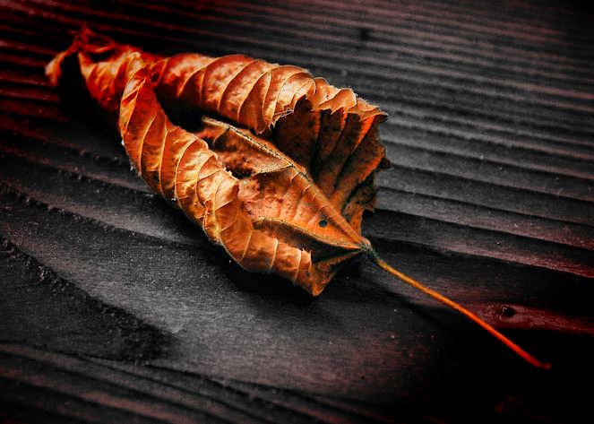 Leaf